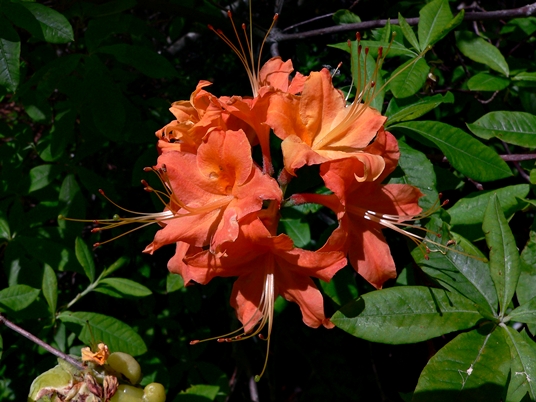 {Rhododendron calendulaceum}